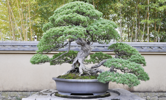 五葉松「千代の松」　総高1.6ｍ、横幅は1.8ｍを超え、盆栽美術館所蔵品の中でも最大の盆栽。