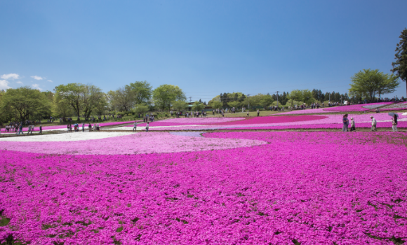 秩父市 羊山公園芝桜