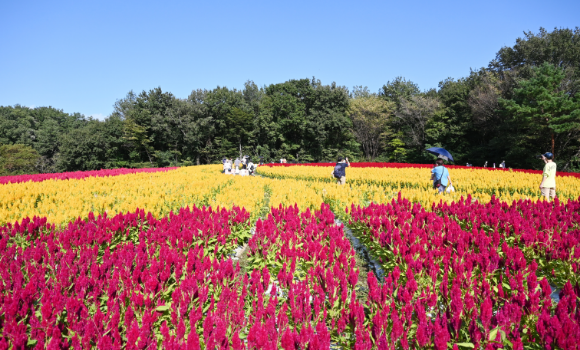 滑川町 国営武蔵丘陵森林公園の花畑で咲くカラフルな羽毛ケイトウ