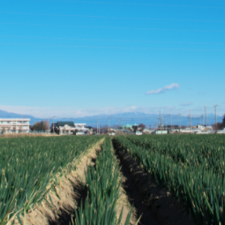 埼玉には名産品がいっぱい！野菜・果物・牛肉・日本酒・お菓子などおすすめをご紹介