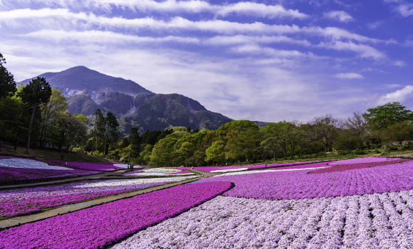 羊山公園　芝桜の丘