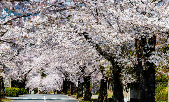 桜のトンネル