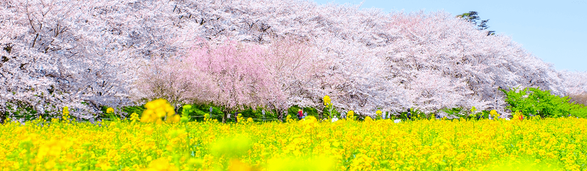 埼玉の桜の名所はどこ?楽しみ方や撮影スポットなども紹介