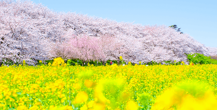 埼玉の桜の名所はどこ?楽しみ方や撮影スポットなども紹介