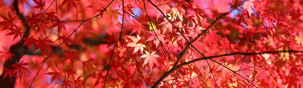 この秋、行きたい!埼玉県のオススメ紅葉スポット10選