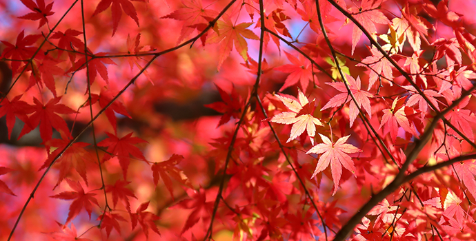 この秋、行きたい!埼玉県のオススメ紅葉スポット10選