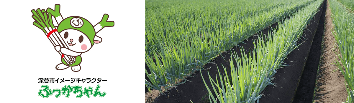 埼玉特産「深谷ねぎ」にせまる！特徴から旬の時期、おいしい食べ方レシピまでをご紹介