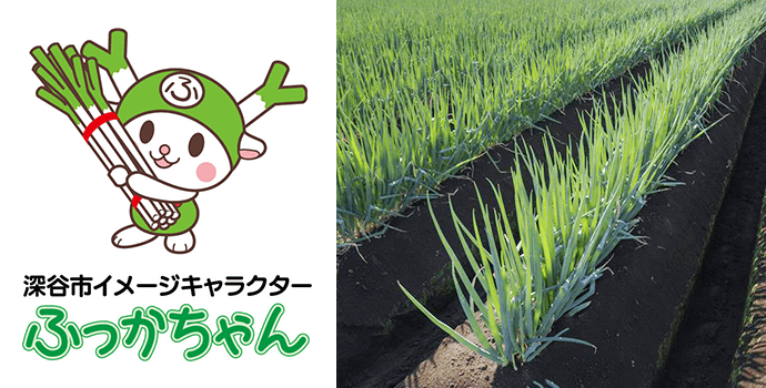 埼玉特産「深谷ねぎ」にせまる！特徴から旬の時期、おいしい食べ方レシピまでをご紹介