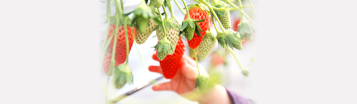 埼玉県でいちご狩りに行こう！おすすめ人気スポット4選