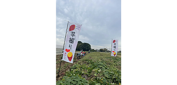 畑に「芋掘り」と書かれたのぼりが立ち、畝の間に人がいる様子