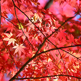 この秋、行きたい!埼玉県のオススメ紅葉スポット10選