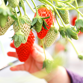 埼玉県でいちご狩りに行こう！おすすめ人気スポット4選