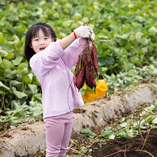 【2026年最新】埼玉県内のおすすめさつまいも掘り体験のできる農園10選！大人も子供も楽しめる人気スポットから穴場まで徹底紹介